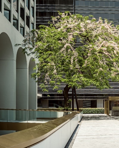 A tree with white flowers in front of a buildingAI-generated content may be incorrect.